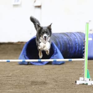 Meet your Posher, Molly